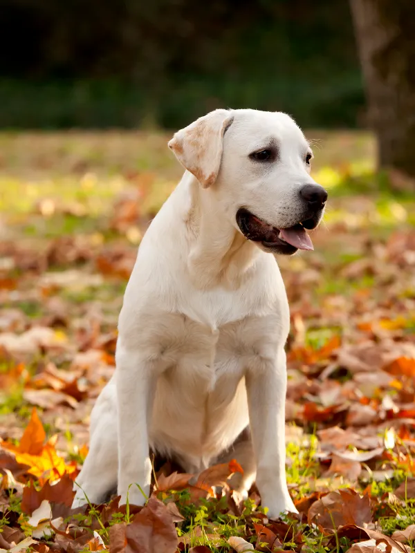 Hund i efterårsblade hos en hundepasser